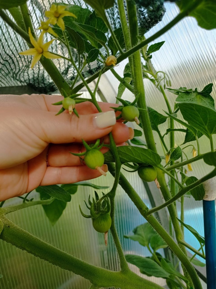 Это тоже он, другая гроздь.