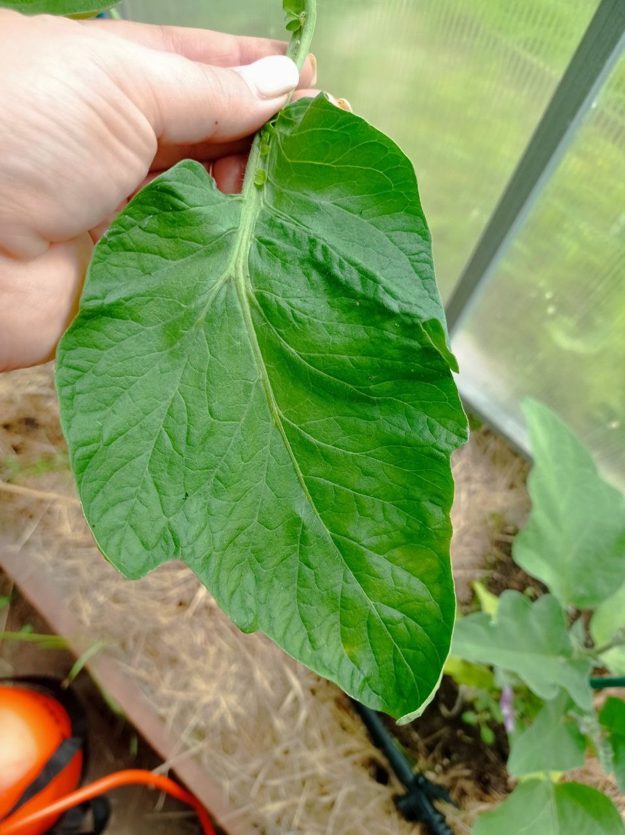 Лист. Один такой большой и у ствола два маленьких, узеньких. 