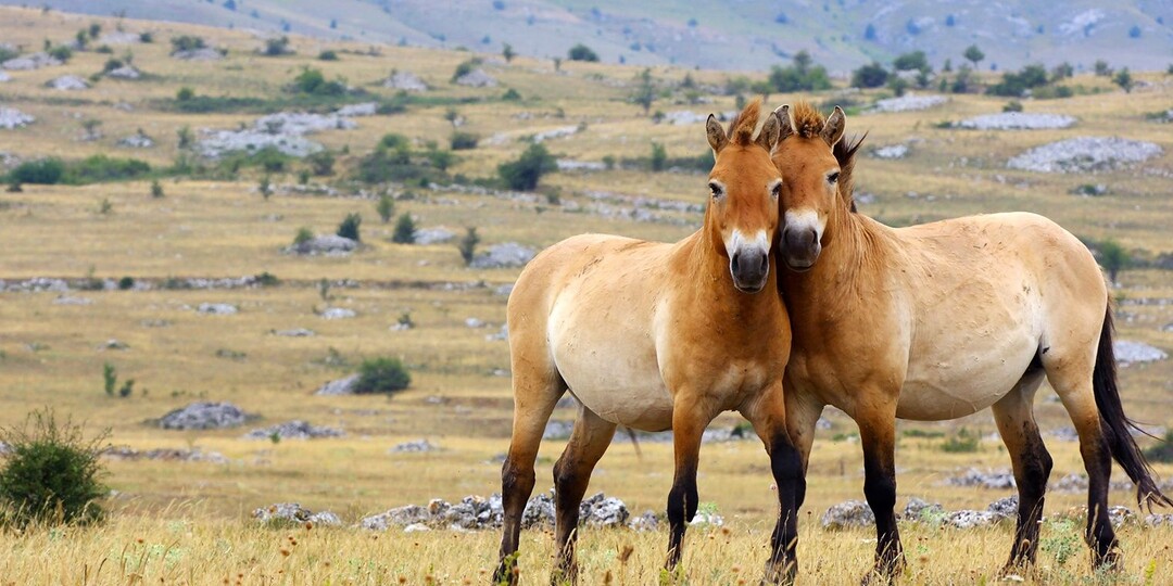 ЛОШАДЬ ПРЖЕВАЛЬСКОГО