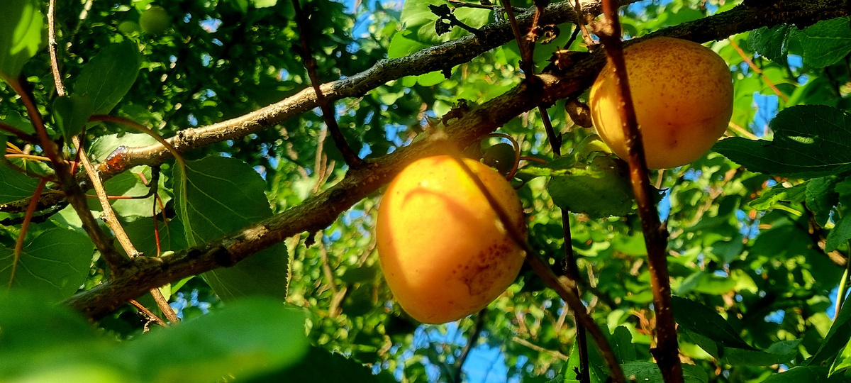 Сфоткал веточку у окна