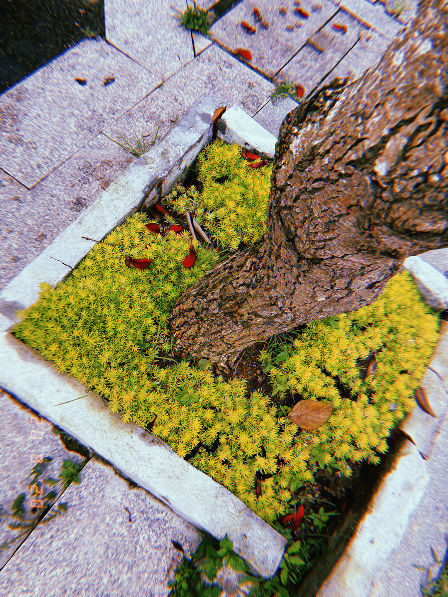 
“Чем глубже корни, тем выше дерево.”