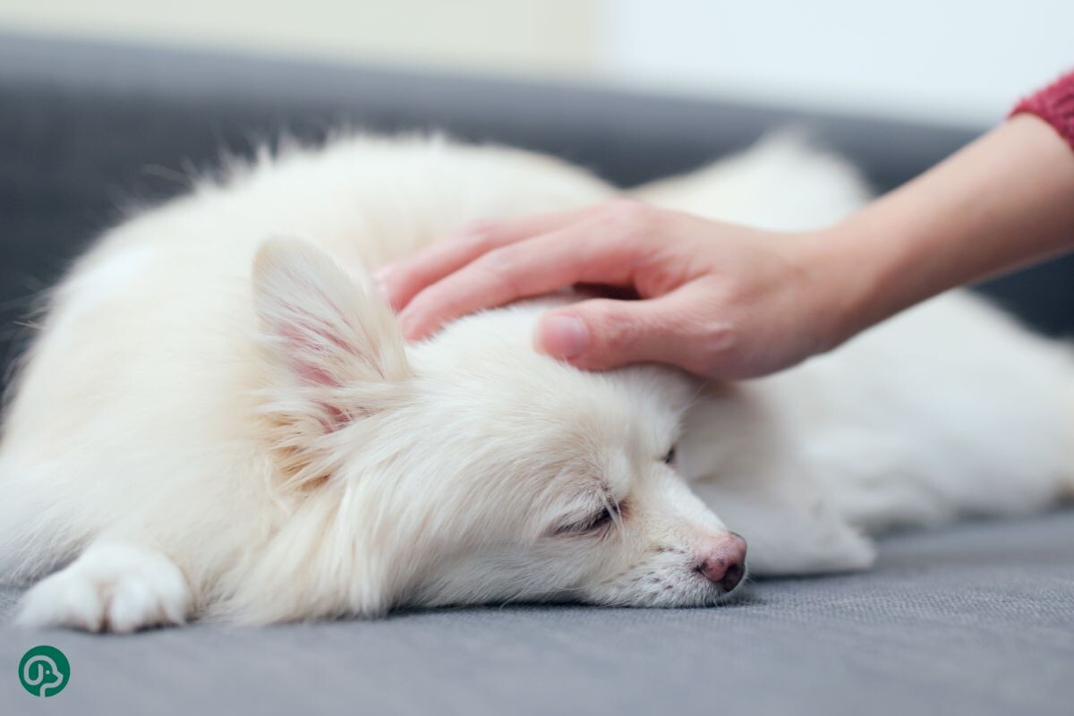 Хозяйка гладит собаку 