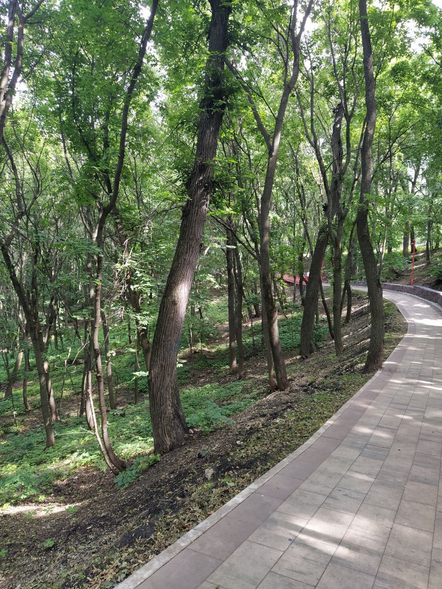 Лесопарк, тут тоже много всяких птичек-мошек. Фото мое