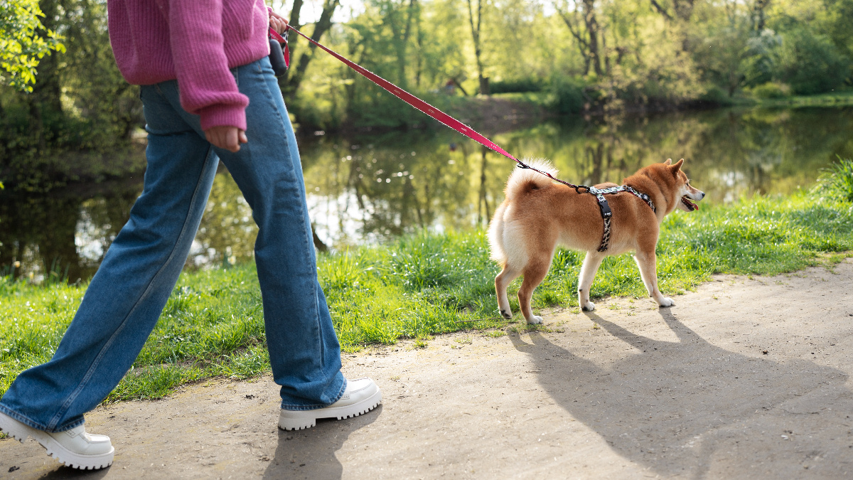    Штрафы до 500 тыс. рублей: за что могут наказать владельцев животных в России. Фото: Freepik