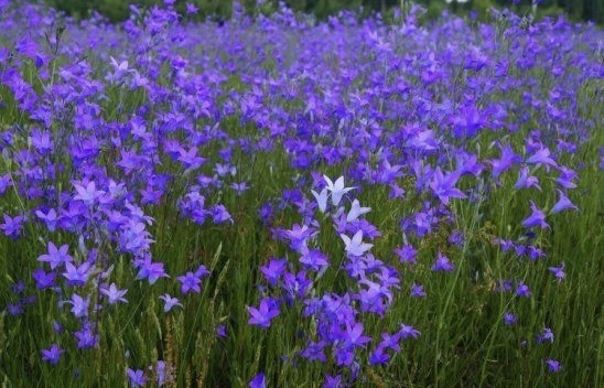 Психология боли. Окончание.