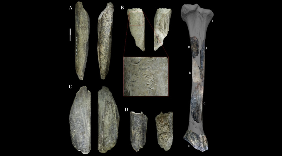   Grégory Abrams et al. / Scientific Reports, 2025