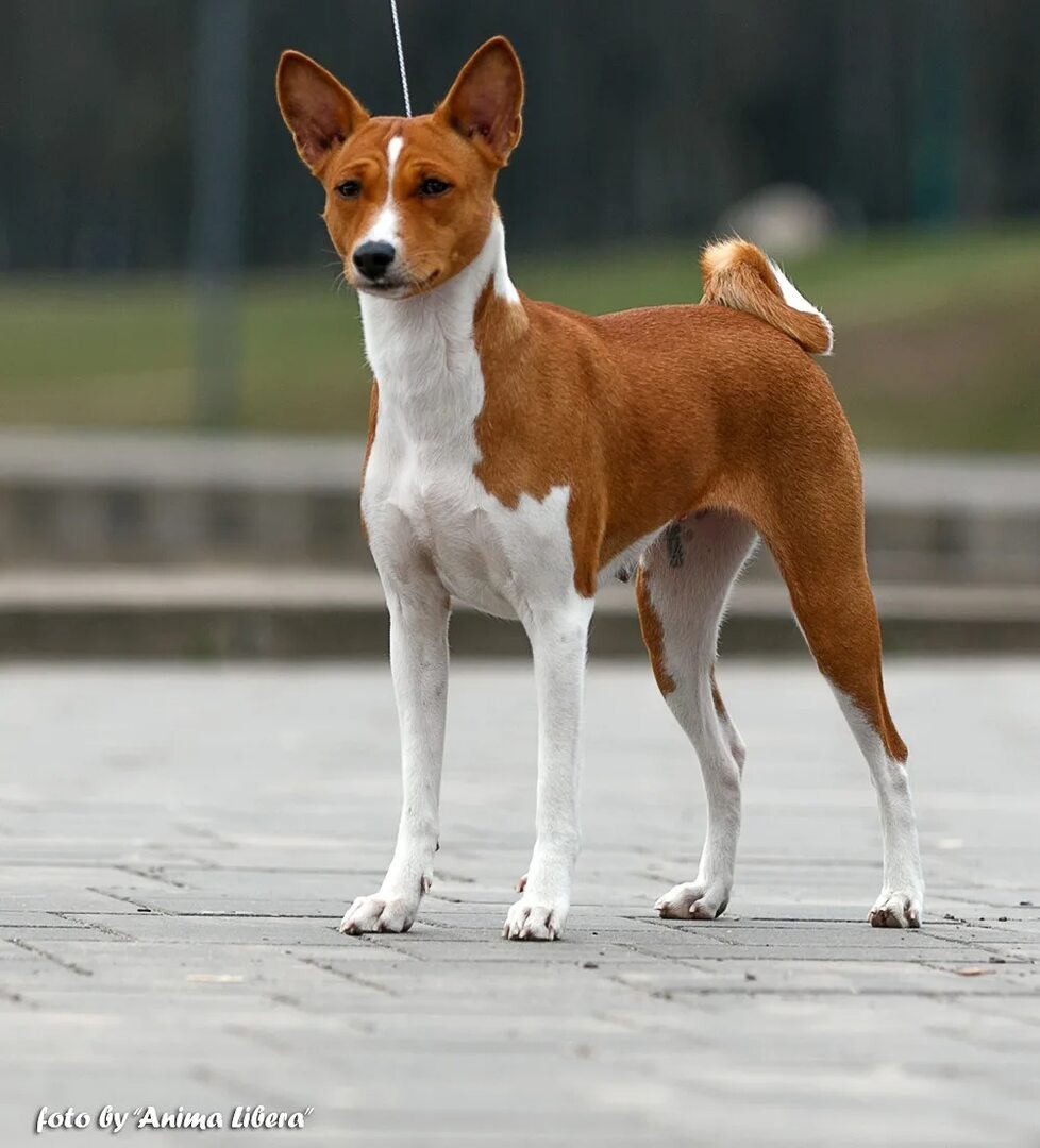 Басенджи. Не похож!