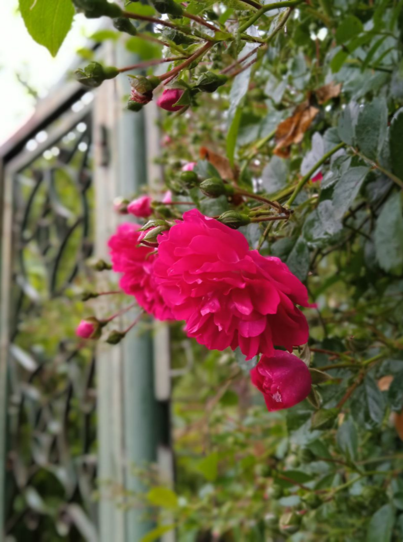 Цветочки мои после града оклемались, расправились. Зацвели плетистые розы. Да и в целом в саду - хорошо.