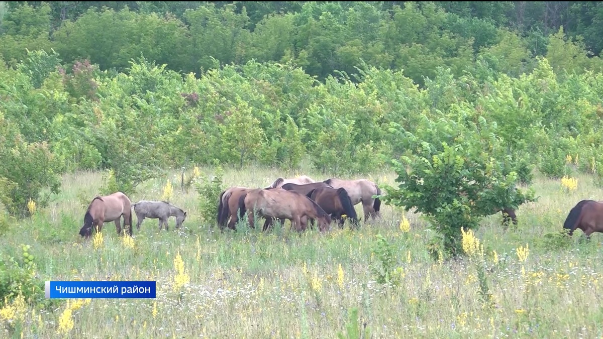    Житель Башкортостана уже четверть века занимается производством кумыса