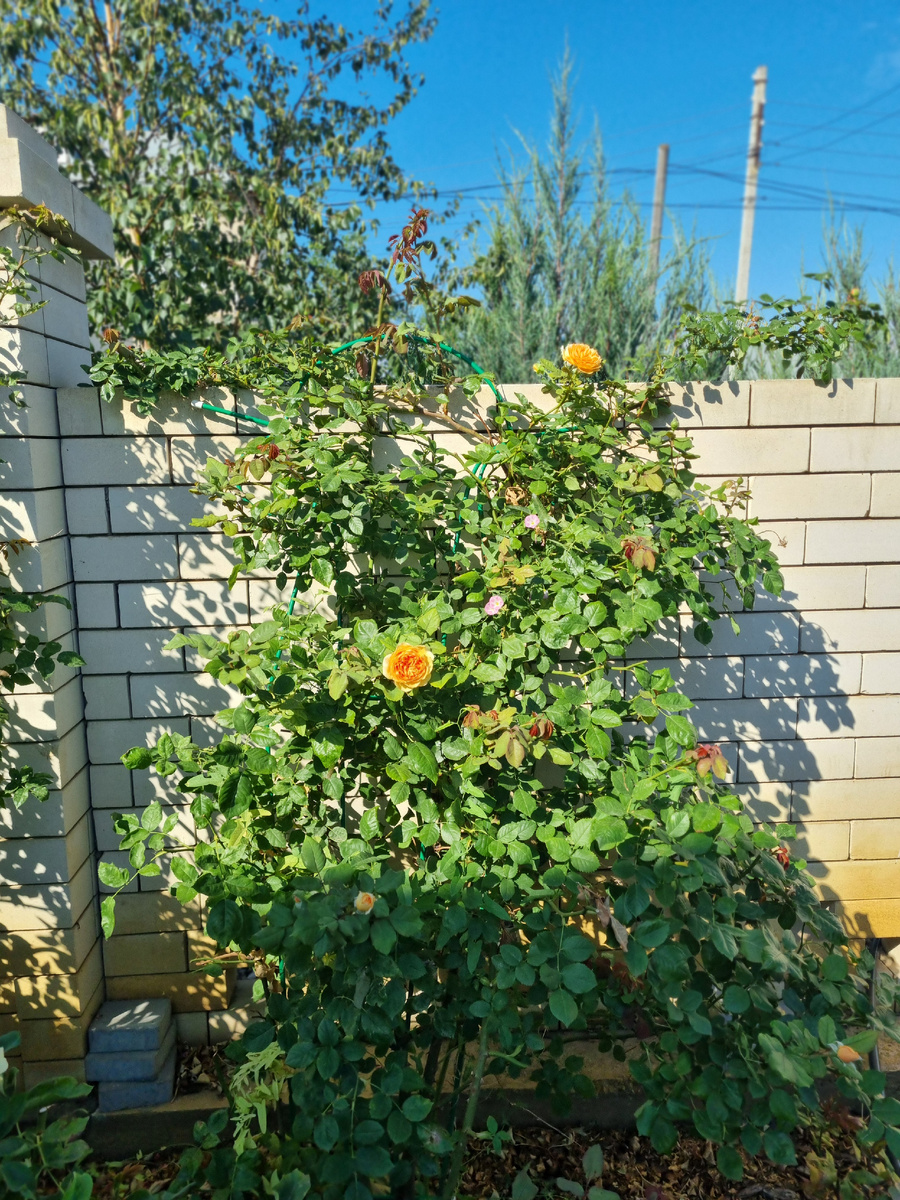 Роза Принцесса Маргарет. Фото: Зеленая леди, сад, семья и томатный сок 