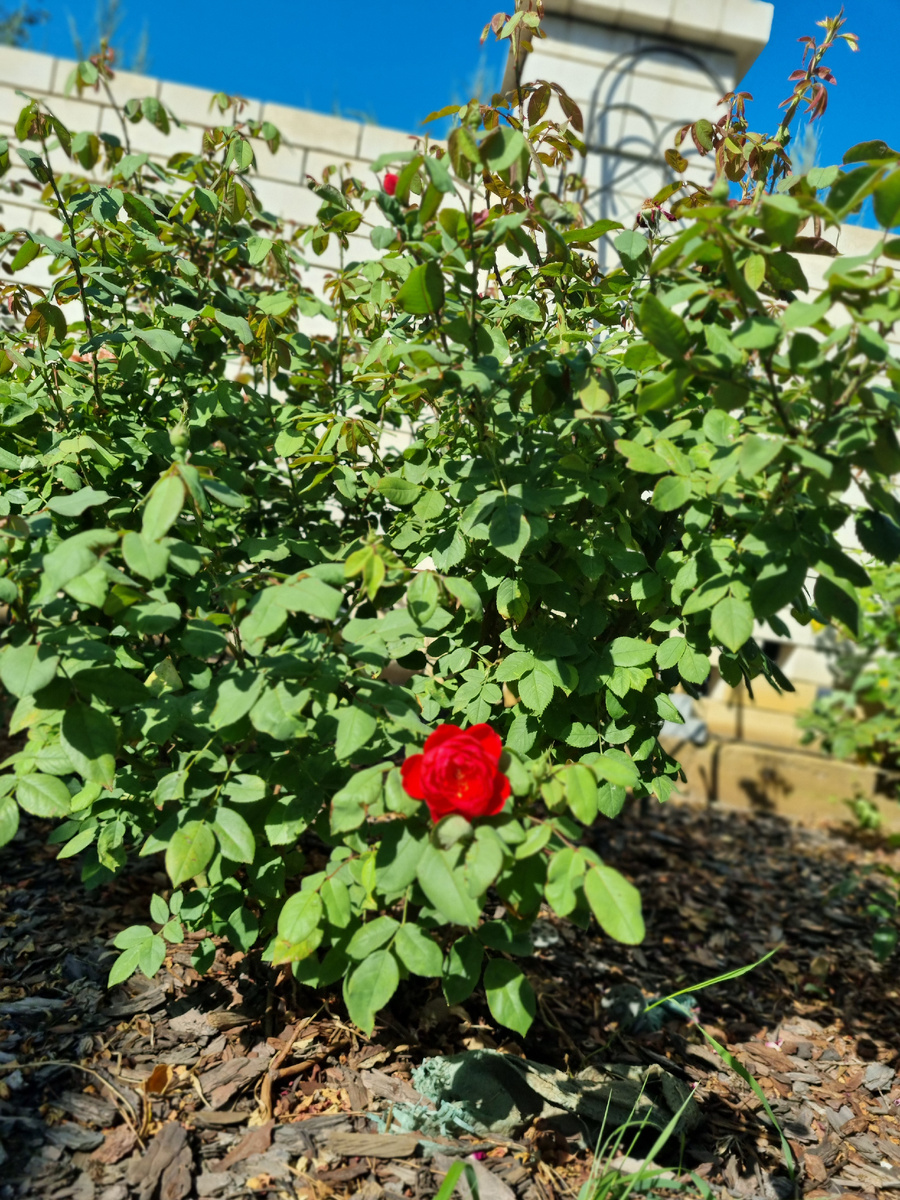 Роза Бенджамин Бриттен. Один - два мелких цветка. Фото: Зеленая леди, сад, семья и томатный сок 