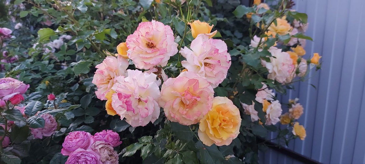 Роза Сахара в нашем саду.