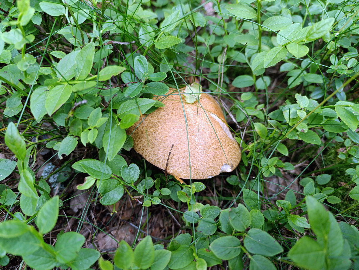 Подосиновик на краю тропинки