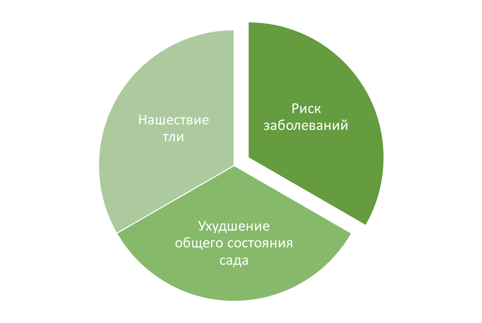Почему разведение тли муравьями опасно для растений