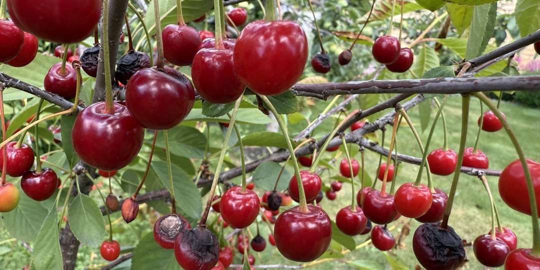 Монилиоз на вишне: когда и чем обрабатывать