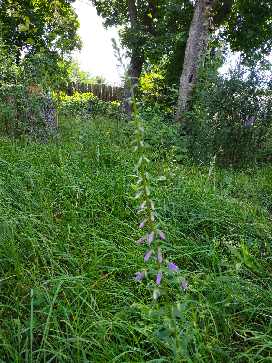 Вот этот "домашний", вазовый. Обычные бутоны снизу доверху.
