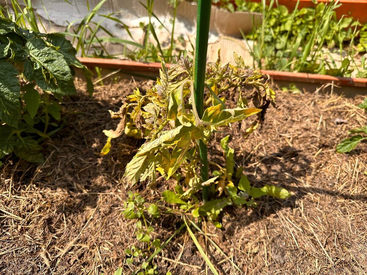 Фитофтора на томатах