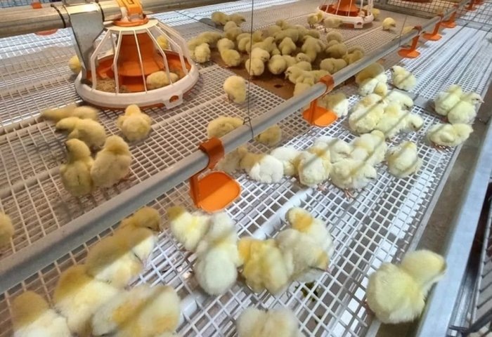 Цыплята, выведенные в инкубационных условиях (Фото: газета Rysgal)
