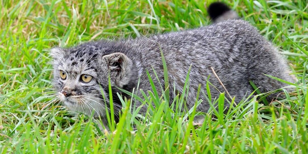 Детёныша манула Дашку нашли едва живой под вагончиком. Как повзрослевшая степная кошка вернулась в дикую природу