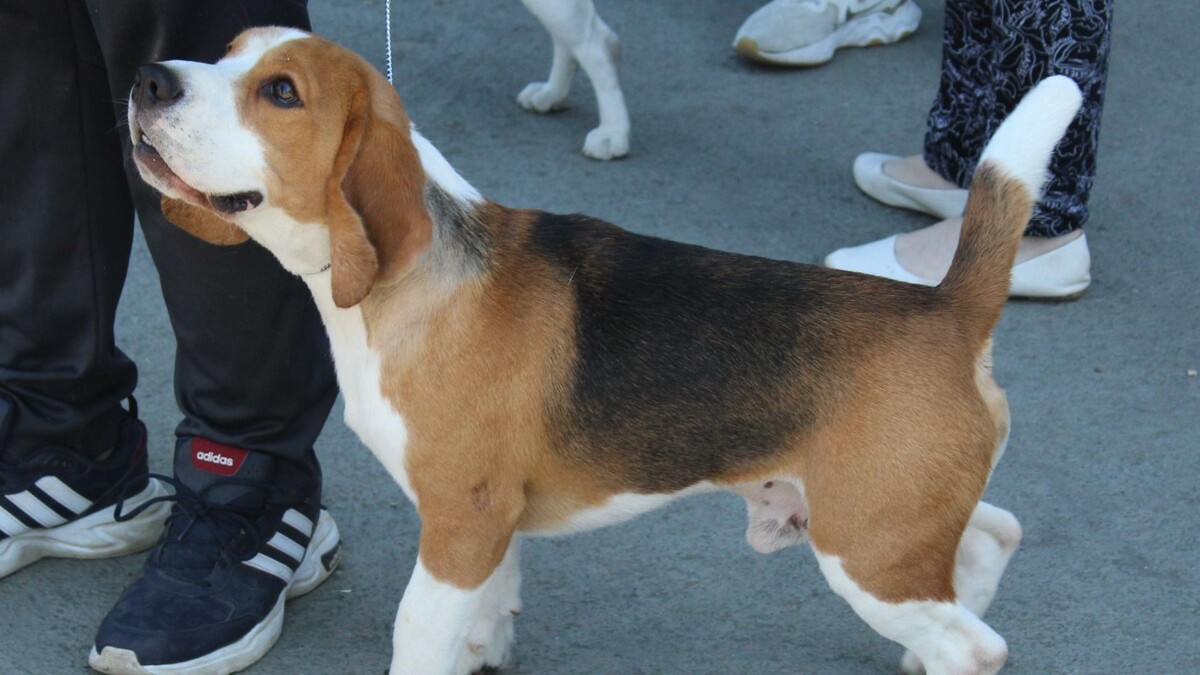     Источник: 1MI