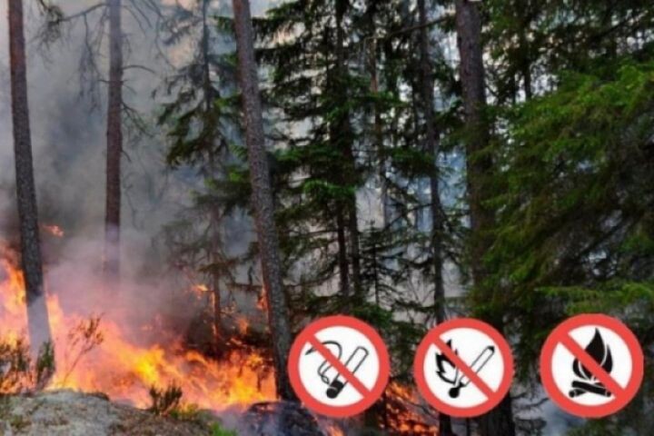    Фото:пресс-служба министерства лесного хозяйства и лесопереработки Хабаровского края