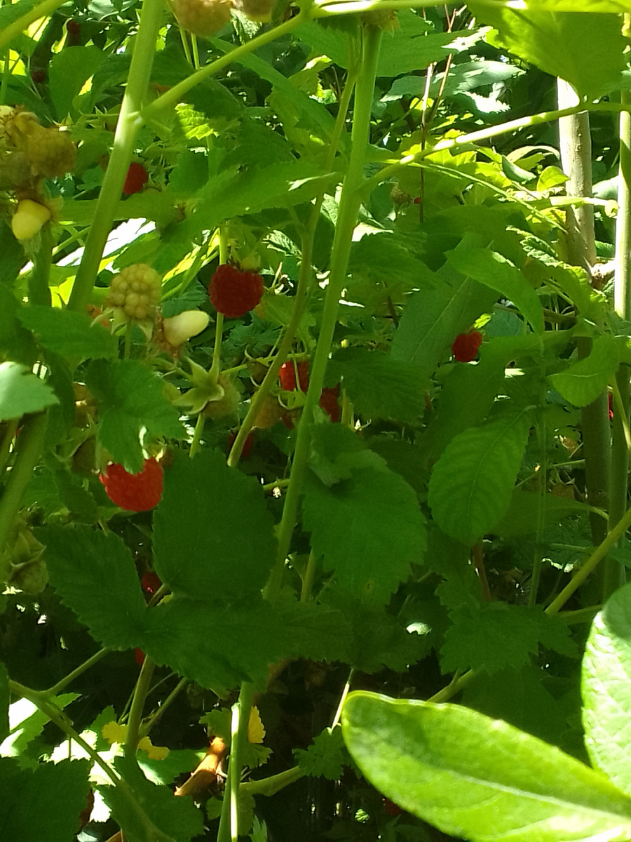 Такая крупная