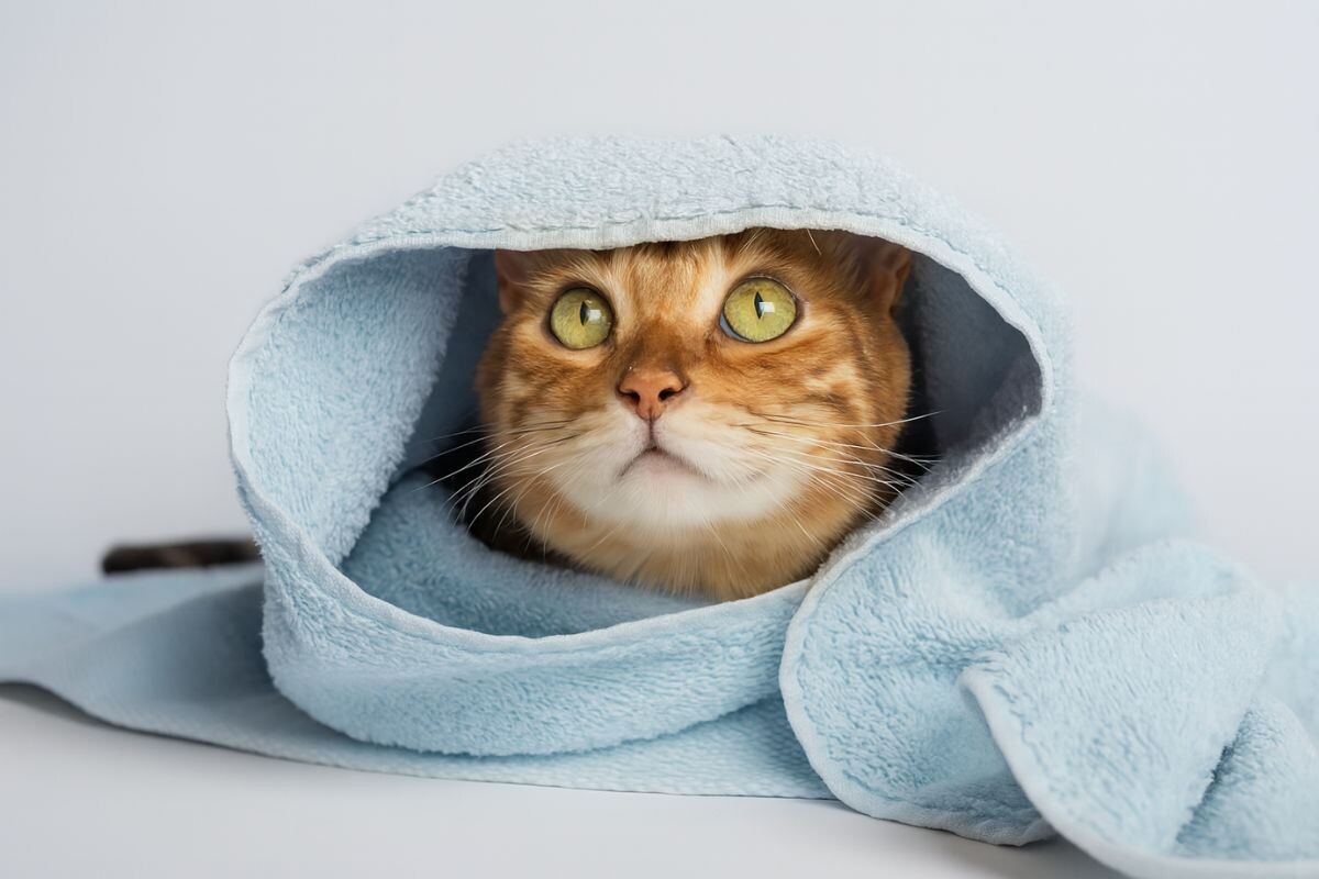 Кот Котик завернутый в полотенце 