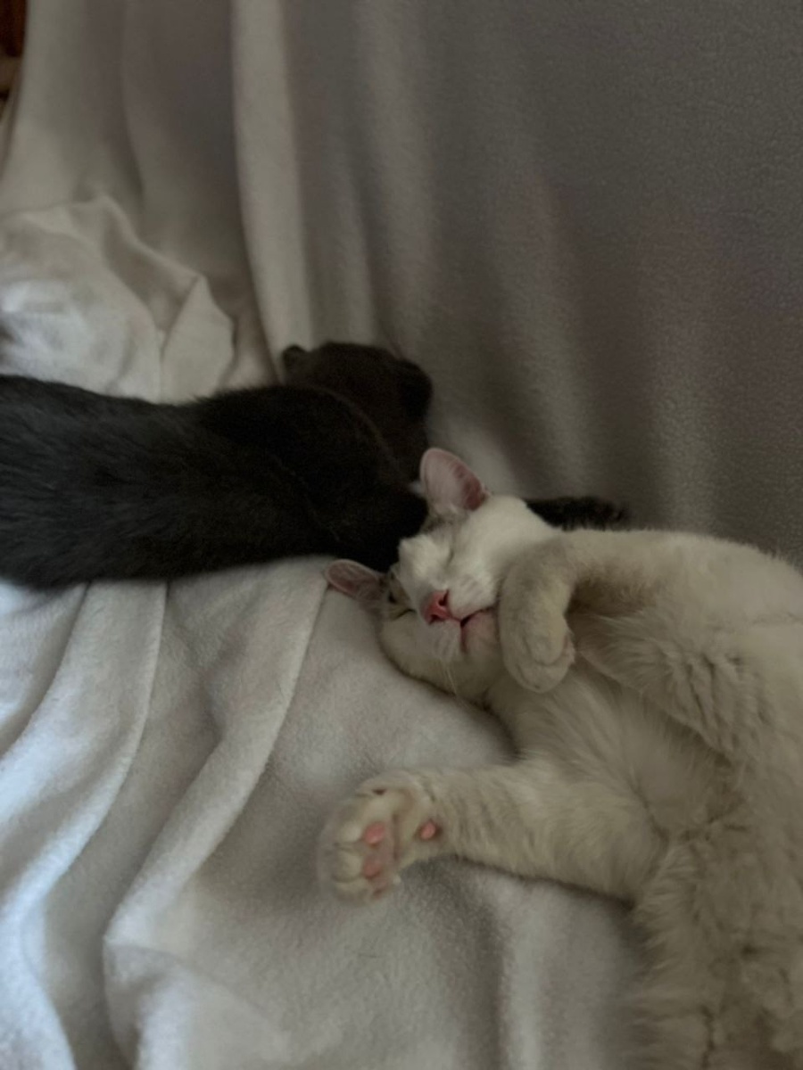 Поймали в свои лапки самый счастливый билет!