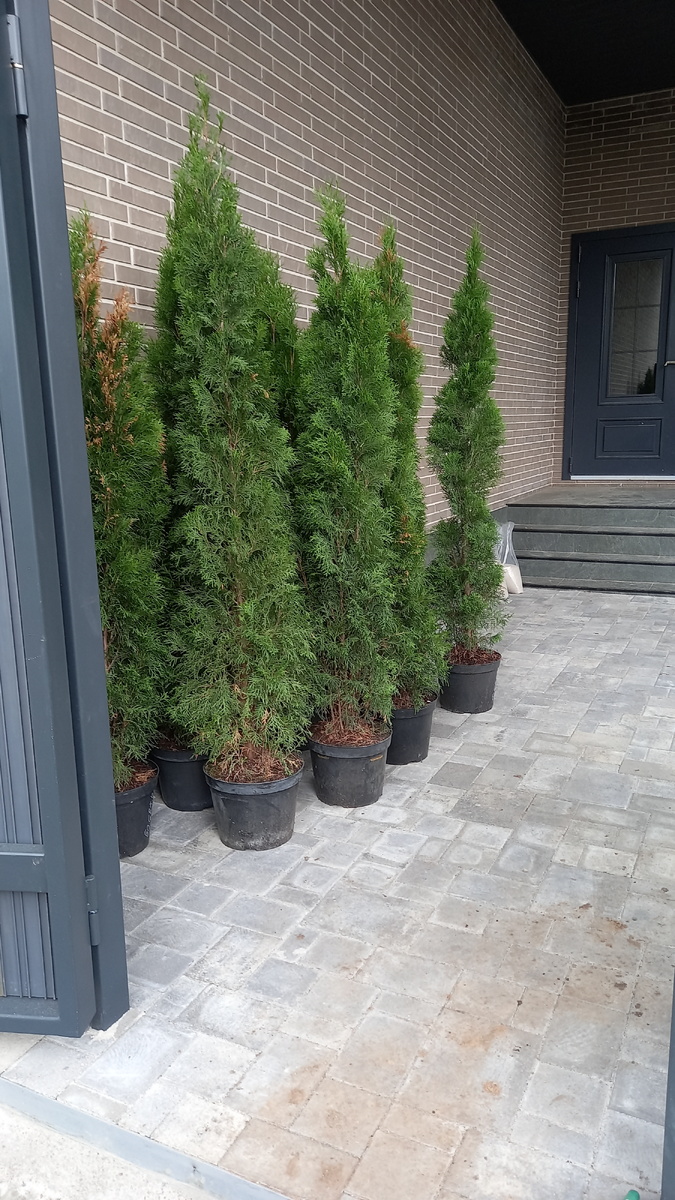 Достаточно красивые и пышные за исключением трех деревьев,на которых была желтизна