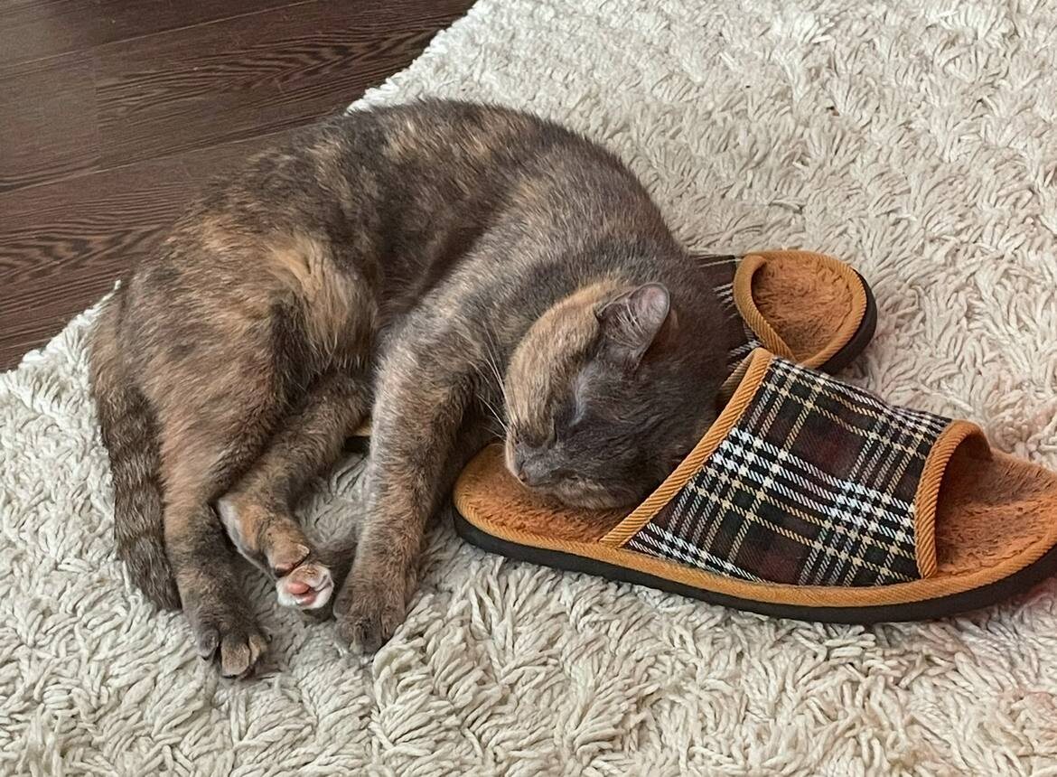 Сплю на хозяйских тапках