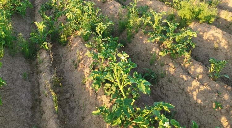    Фото: Лукьянов Дмитрий, AgroXXI.ru