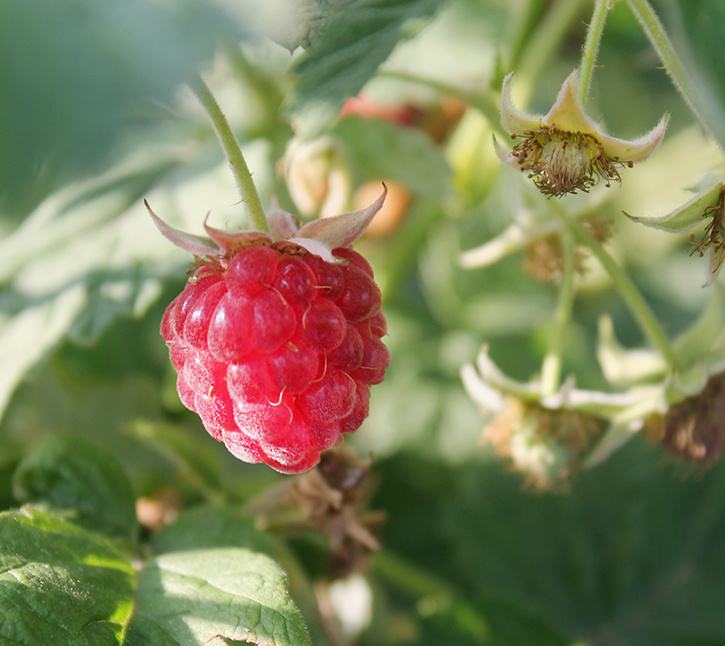 первая ягода-малина