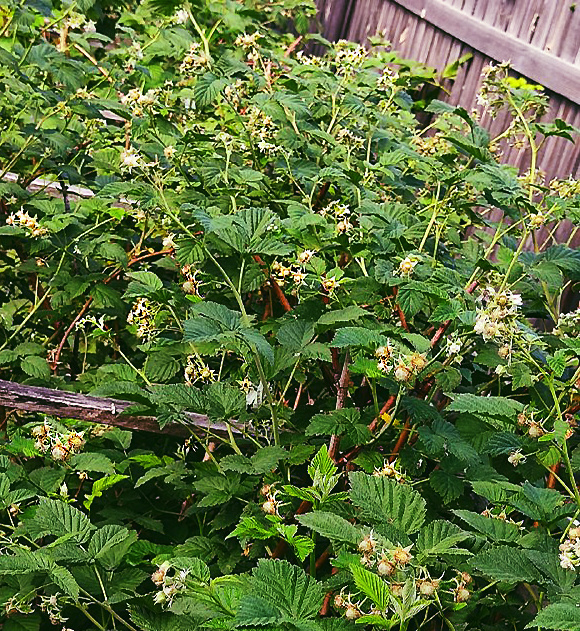 малина цветет