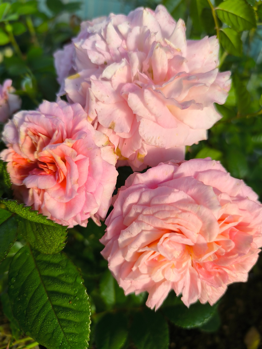 Сентябрь 2024.