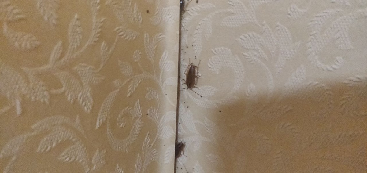 Sposoby obrabotki ot tarakanov kogda v kvartire yest' domashniye zhivotnyye.