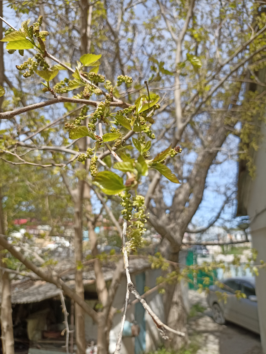 С прошлого года наблюдала за этим деревом. умная камера выдавала, что это инжир, но я очень сомневалась в этом)