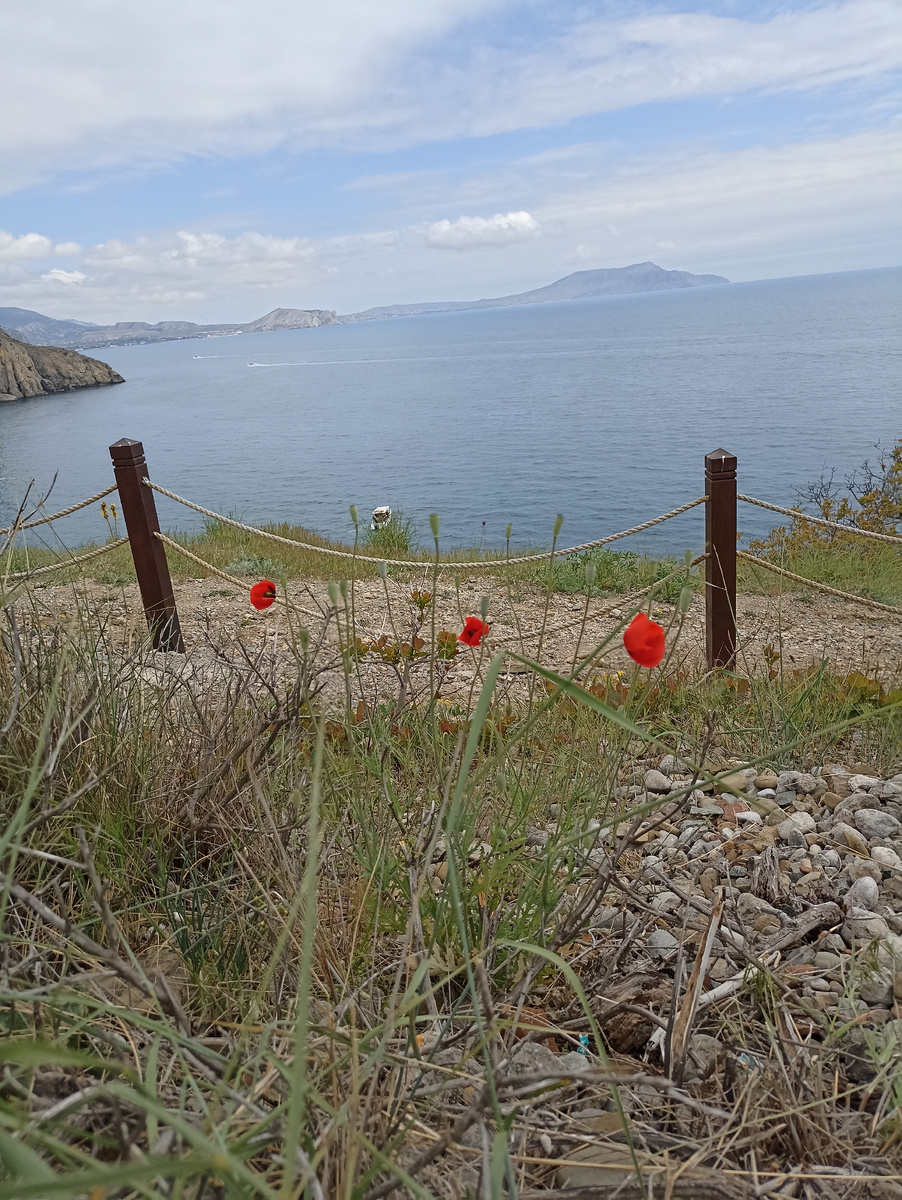Маки встречаются
