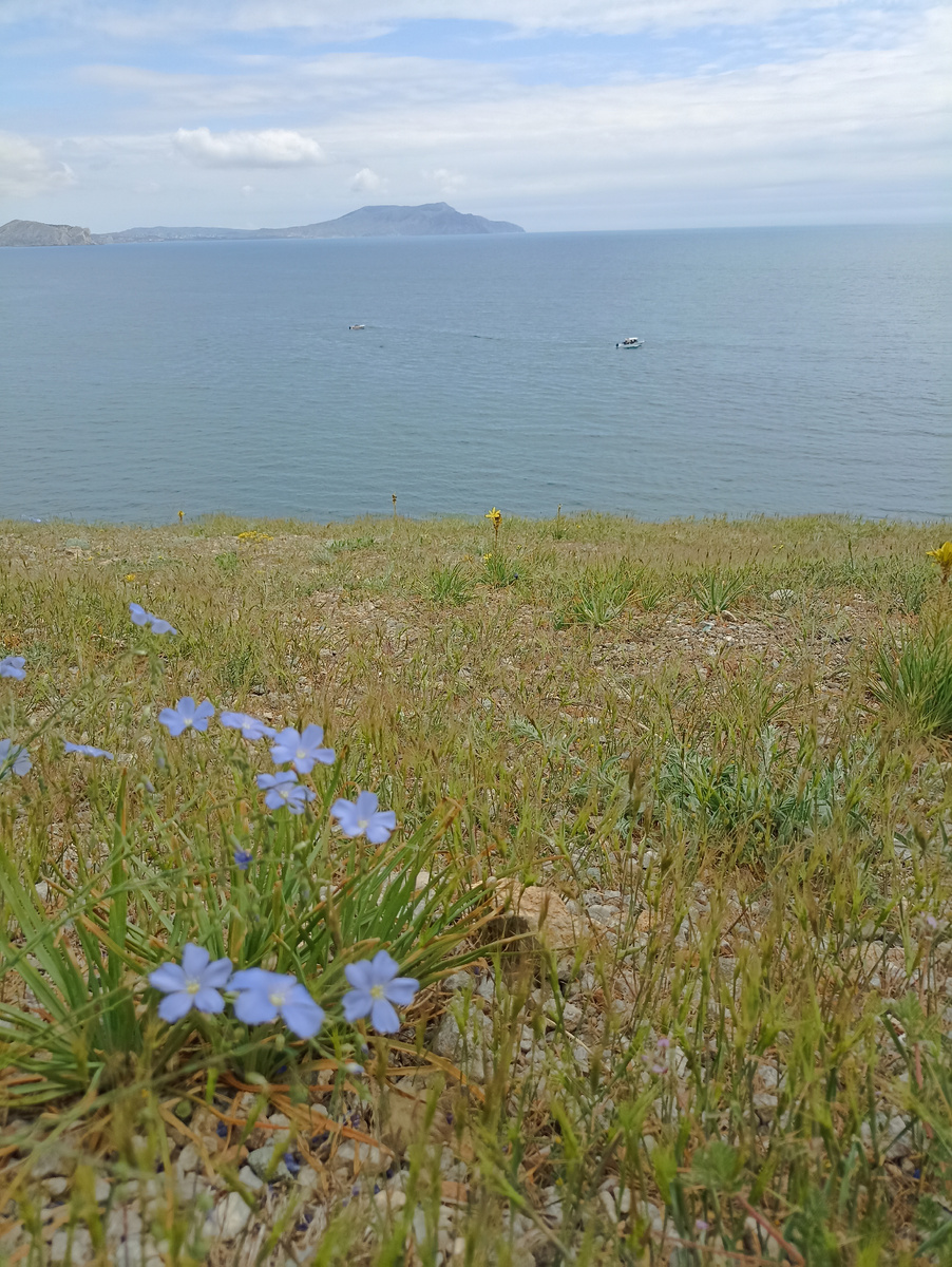 Я всё цветочки фоткаю на фоне моря)