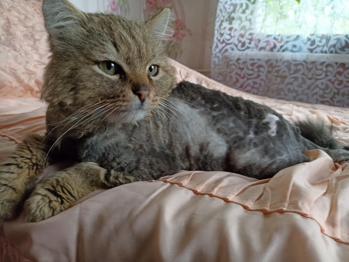 Сейчас Афанасий выглядит вполне благополучно