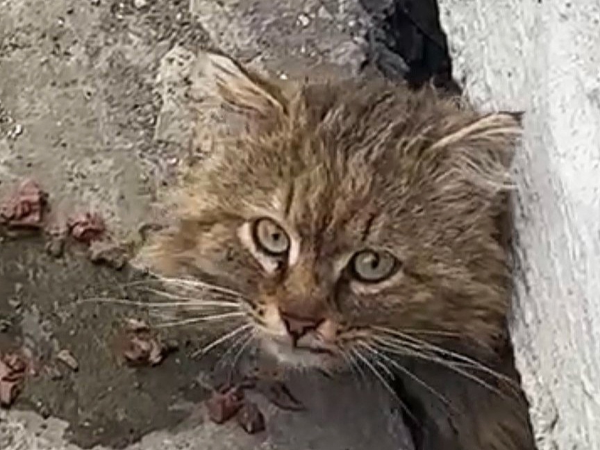 Кота обнаружили в мае. Он еле выполз из дыры под домом