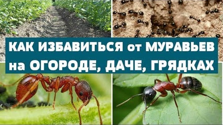 источник: https://ok.ru/videoembed/1114722537883