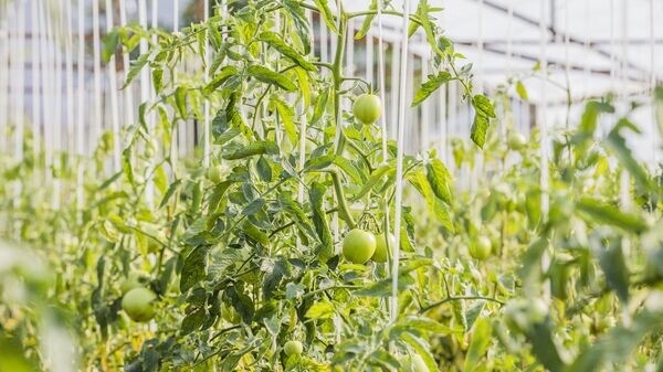    © Sputnik / Наталья Айриян