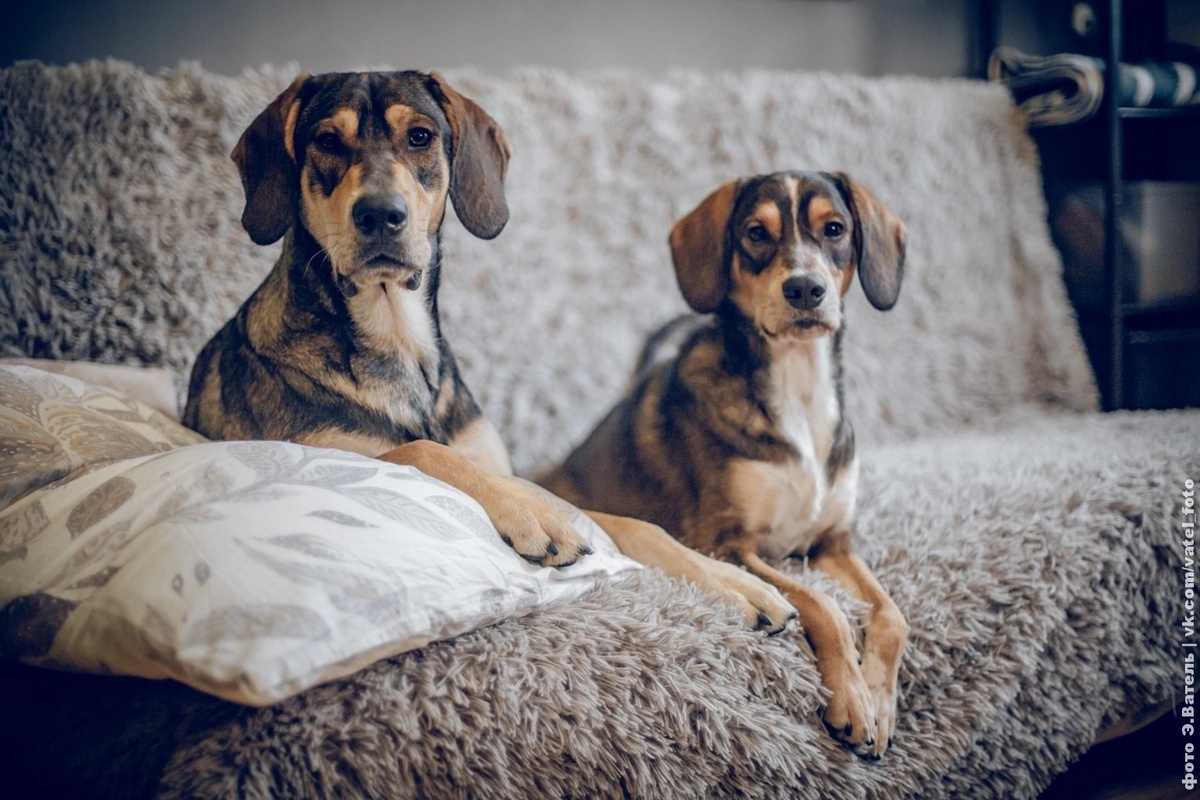 Раф и Бруно