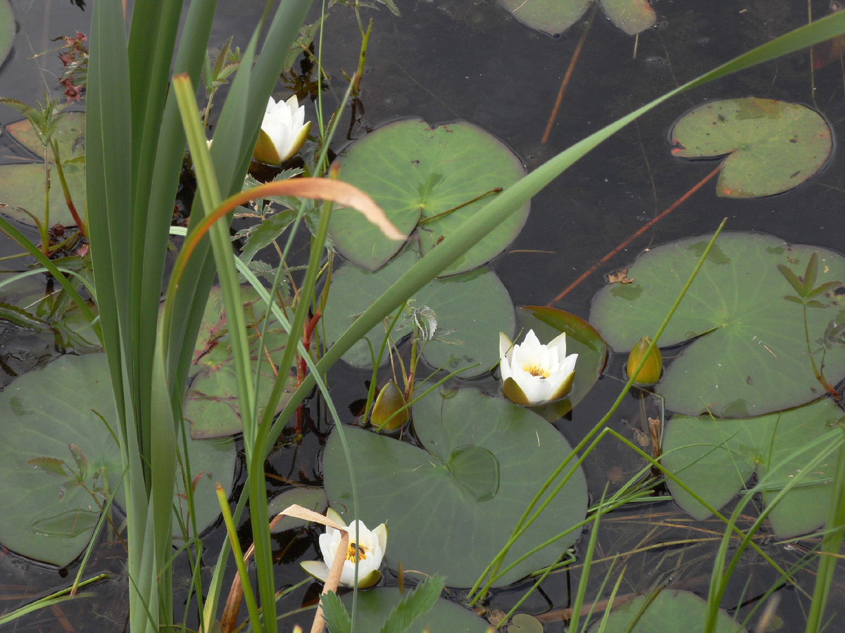 Кувшинки на берегу Малой Здохни