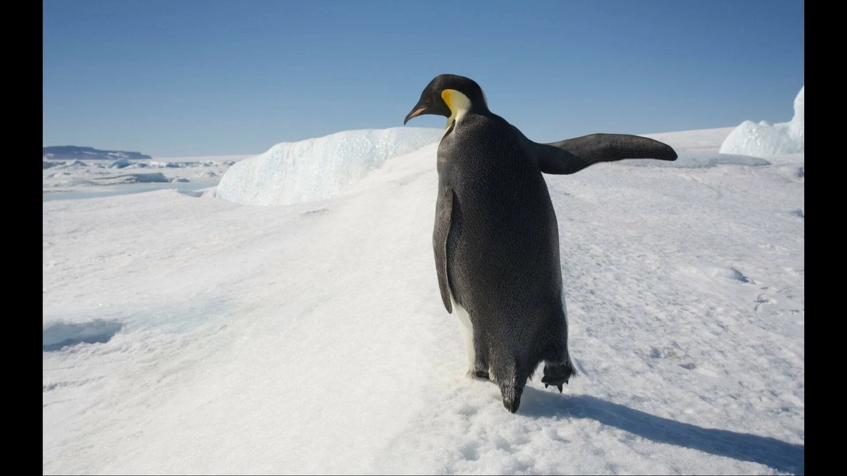 Фото с сайта: https://apkpure.com/penguin-wild-wallpapers/com.MobileStranger.app0507