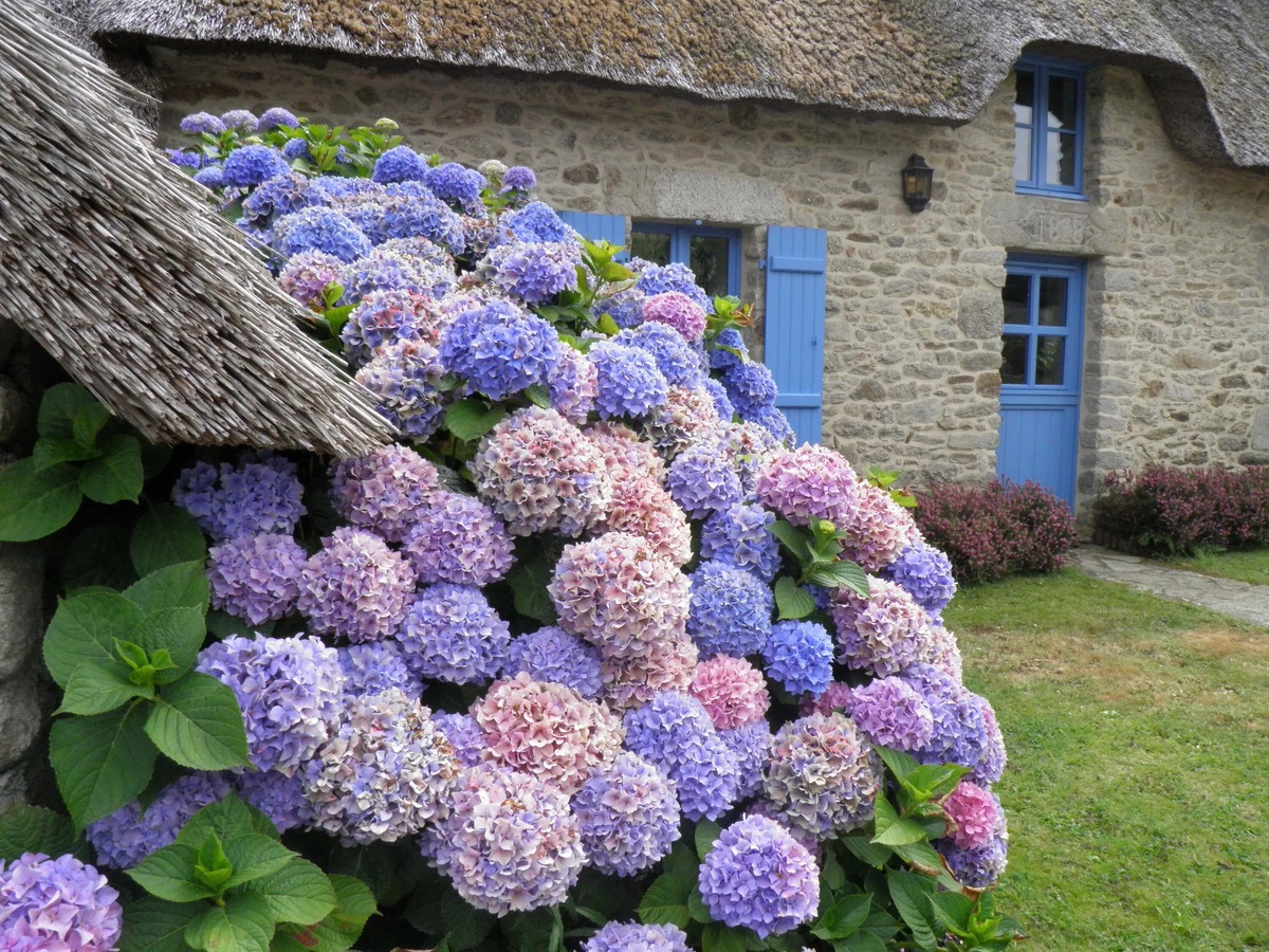 источник: https://commons.m.wikimedia.org/wiki/File:Hortensias_(Hydrangea)_(07).jpg