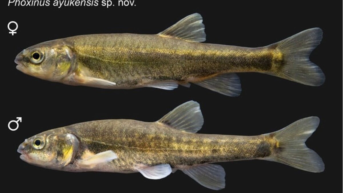    Фото: ИПЭЭ РАН