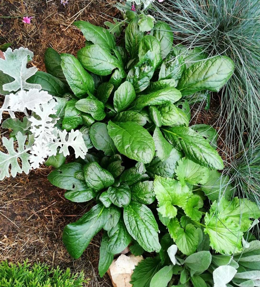 Прошлый год, сидит скромно среди живучки и стахиса шерстистого. В этом году это самый большой цветущий куст (для которого опору делали). 