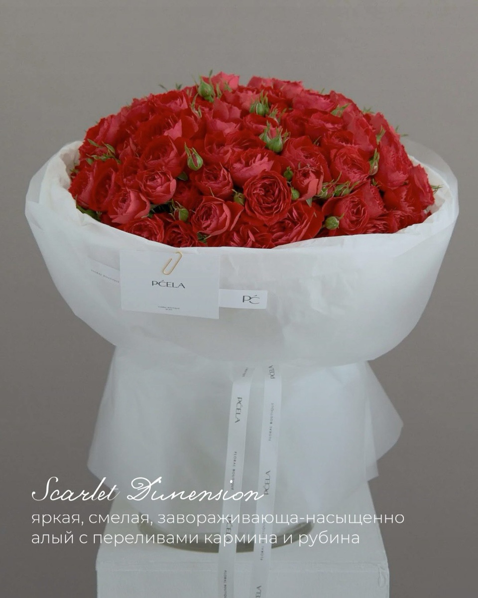 Цвета Цветов: Палитра Льва. Фото: PČELA | pcela-flower.ru