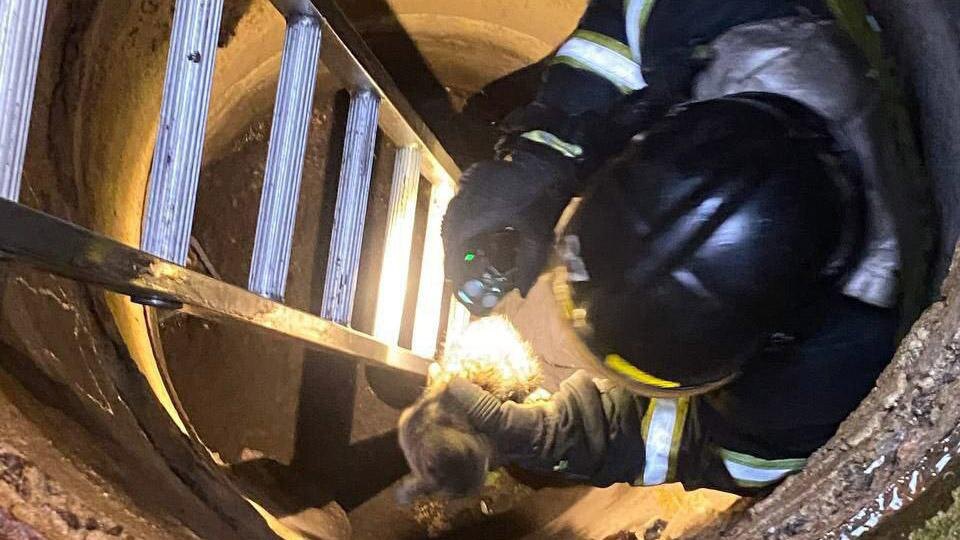    Фото: t.me/mchspetersburg